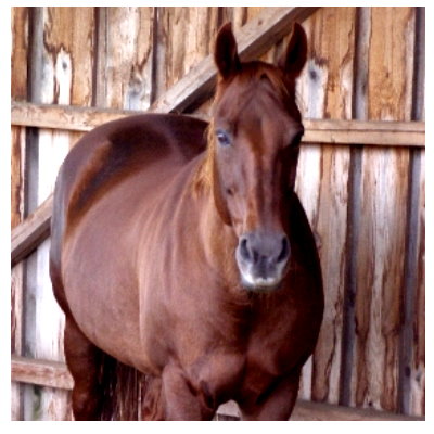 Trust-your-Horse - Mein Seelenpferd Foxy